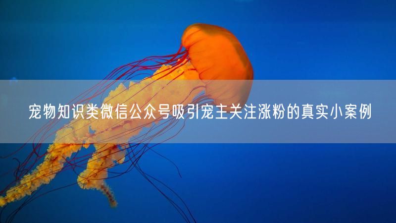 宠物知识类微信公众号吸引宠主关注涨粉的真实小案例
