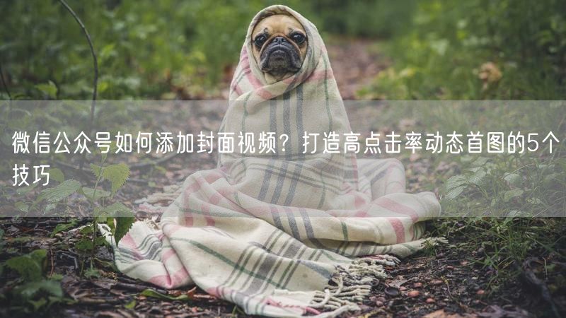 微信公众号如何添加封面视频？打造高点击率动态首图的5个技巧