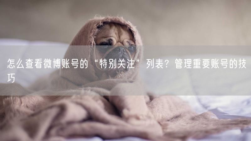 怎么查看微博账号的“特别关注”列表？管理重要账号的技巧