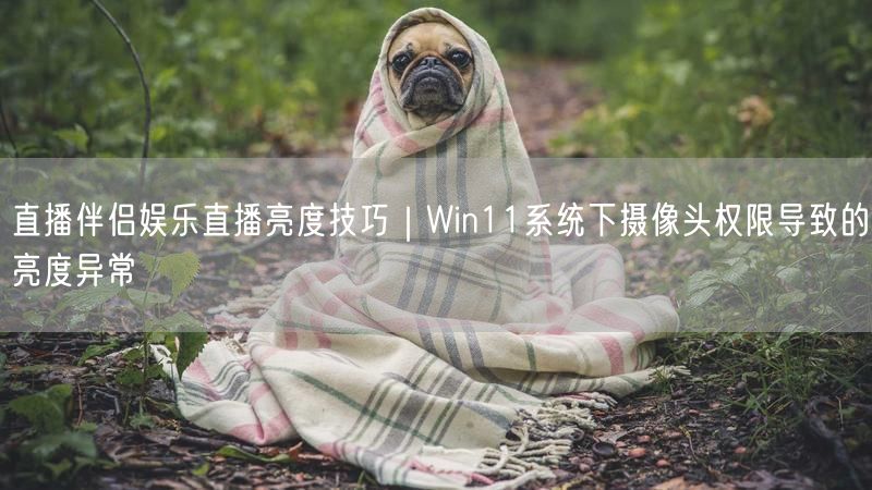 直播伴侣娱乐直播亮度技巧｜Win11系统下摄像头权限导致的亮度异常